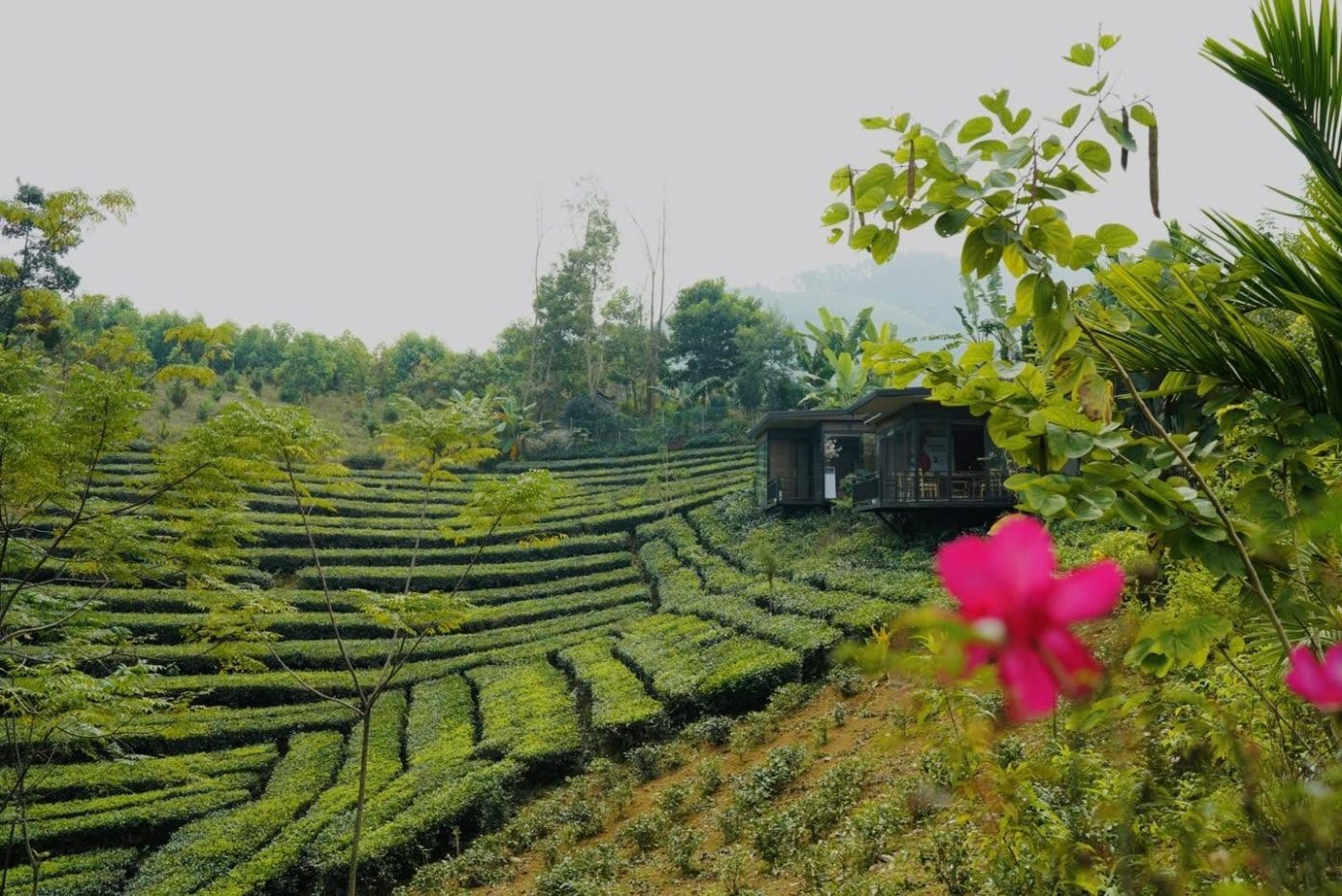 Đồi chè xanh bậc thang với hoa giấy hồng và ngôi nhà nhỏ giữa đồi