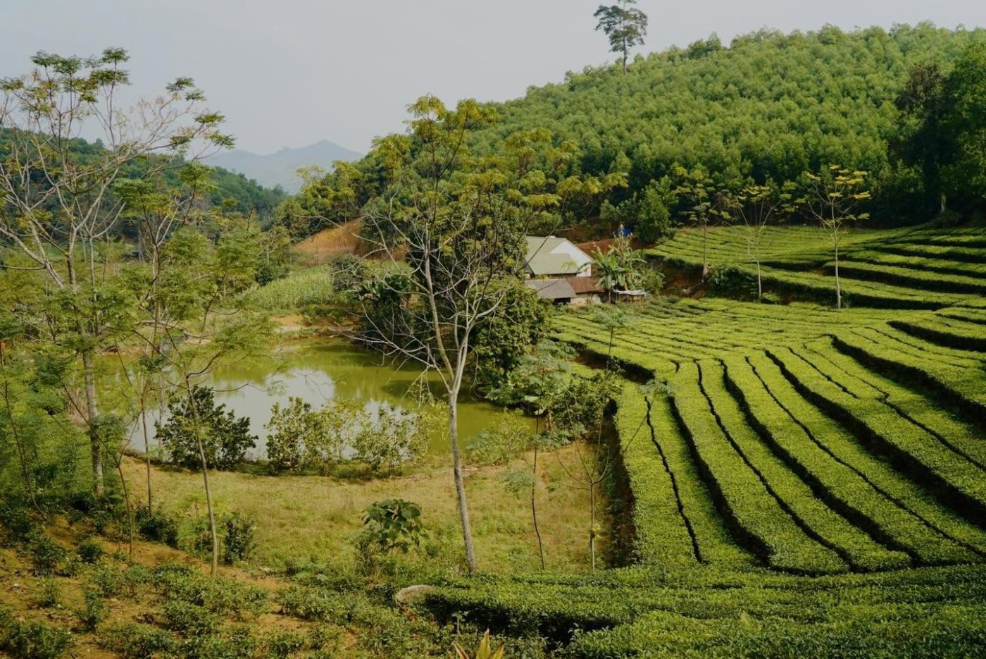 Những luống chè xanh uốn lượn trên đồi ở Thanh Sơn, Phú Thọ
